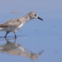 Biegus tundrowy - Calidris pusilla - Semipalmated Sandpiper