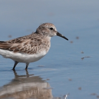Biegus karłowaty - Calidris minutilla - Least Sandpiper