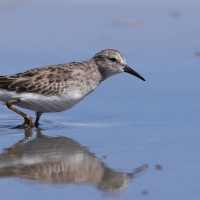 Biegus karłowaty - Calidris minutilla - Least Sandpiper
