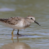 Biegus karłowaty - Calidris minutilla - Least Sandpiper