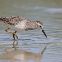 Biegus karłowaty - Calidris minutilla - Least Sandpiper