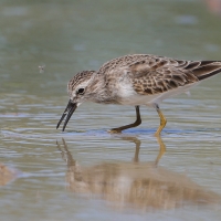 Biegus karłowaty - Calidris minutilla - Least Sandpiper
