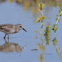 Biegus karłowaty - Calidris minutilla - Least Sandpiper