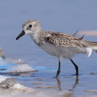 Biegus tundrowy - Calidris pusilla - Semipalmated Sandpiper