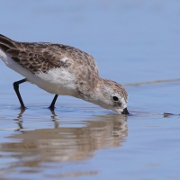 Biegus karłowaty - Calidris minutilla - Least Sandpiper