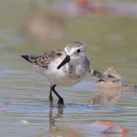 Biegus tundrowy - Calidris pusilla - Semipalmated Sandpiper