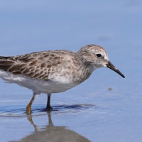 Biegus karłowaty - Calidris minutilla - Least Sandpiper
