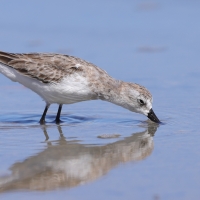 Biegus tundrowy - Calidris pusilla - Semipalmated Sandpiper