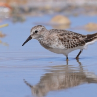 Biegus karłowaty - Calidris minutilla - Least Sandpiper