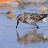 Biegus karłowaty - Calidris minutilla - Least Sandpiper