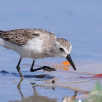 Biegus tundrowy - Calidris pusilla - Semipalmated Sandpiper