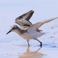 Biegus tundrowy - Calidris pusilla - Semipalmated Sandpiper