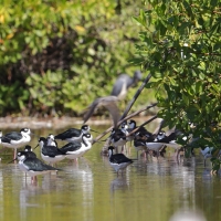 Szczudłak białobrewy - Himantopus mexicanus - Black-necked Stillt