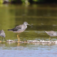 Brodziec piegowaty - Tringa melanoleuca - Greater Yellowlegs