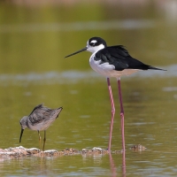 Szczudłak białobrewy - Himantopus mexicanus - Black-necked Stillt