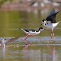 Szczudłak białobrewy - Himantopus mexicanus - Black-necked Stillt