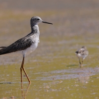 Brodziec żółtonogi - Tringa flavipes - Lesser Yellowlegs