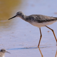 Brodziec żółtonogi - Tringa flavipes - Lesser Yellowlegs
