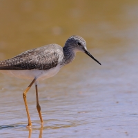 Brodziec żółtonogi - Tringa flavipes - Lesser Yellowlegs