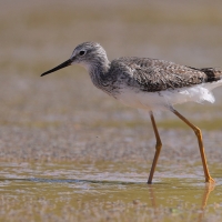 Brodziec żółtonogi - Tringa flavipes - Lesser Yellowlegs