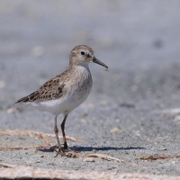 Biegus karłowaty - Calidris minutilla - Least Sandpiper