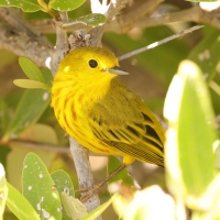 Lasówka zbroczona - Setophaga aestiva - American Yellow Warbler