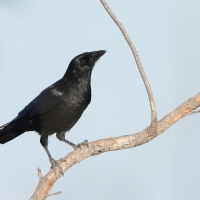 Wrona haitańska - Corvus palmarum - Hispaniolan Palm-Crow