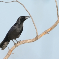Wrona haitańska - Corvus palmarum - Hispaniolan Palm-Crow