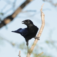 Wrona haitańska - Corvus palmarum - Hispaniolan Palm-Crow