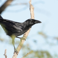 Wrona haitańska - Corvus palmarum - Hispaniolan Palm-Crow