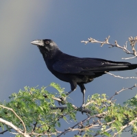 Wrona haitańska - Corvus palmarum - Hispaniolan Palm-Crow