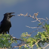 Wrona haitańska - Corvus palmarum - Hispaniolan Palm-Crow