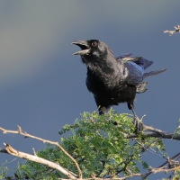 Wrona haitańska - Corvus palmarum - Hispaniolan Palm-Crow