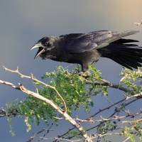 Wrona haitańska - Corvus palmarum - Hispaniolan Palm-Crow