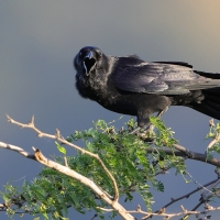 Wrona haitańska - Corvus palmarum - Hispaniolan Palm-Crow