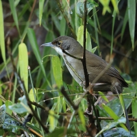 Hispaniol oliwkowy - Calyptophilus frugivorus - Eastern Chat-Tanager