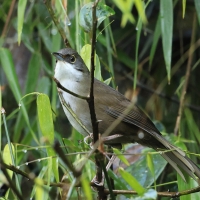 Hispaniol oliwkowy - Calyptophilus frugivorus - Eastern Chat-Tanager