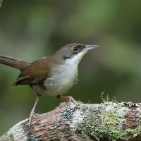 Hispaniol oliwkowy - Calyptophilus frugivorus - Eastern Chat-Tanager