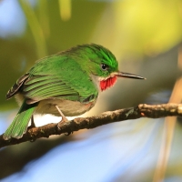 Płaskodziobek cienkodzioby - Todus angustirostris  - Narrow-billed Tody