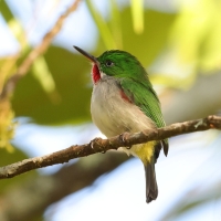Płaskodziobek cienkodzioby - Todus angustirostris  - Narrow-billed Tody