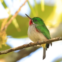 Płaskodziobek cienkodzioby - Todus angustirostris  - Narrow-billed Tody