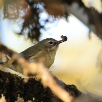 Lasówka granatowa - Setophaga caerulescens - Black-throated Blue Warbler