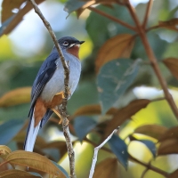 Klarnetnik rdzawogardły - Myadestes genibarbis - Myadestes genibarbis