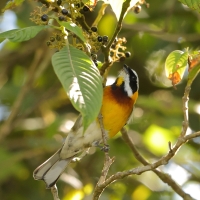 Antyla dominikańska - Spindalis dominicensis - Hispaniolan Spindalis