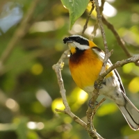 Antyla dominikańska - Spindalis dominicensis - Hispaniolan Spindalis