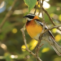 Antyla dominikańska - Spindalis dominicensis - Hispaniolan Spindalis