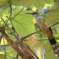 Jaszczurkojad szary - Coccyzus longirostris - Hispaniolan Lizard-Cuckoo