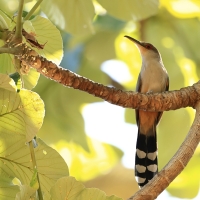 Jaszczurkojad szary - Coccyzus longirostris - Hispaniolan Lizard-Cuckoo
