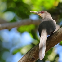 Jaszczurkojad szary - Coccyzus longirostris - Hispaniolan Lizard-Cuckoo