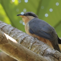 Kukawik namorzynowy - Coccyzus minor - Mangrove Cuckoo